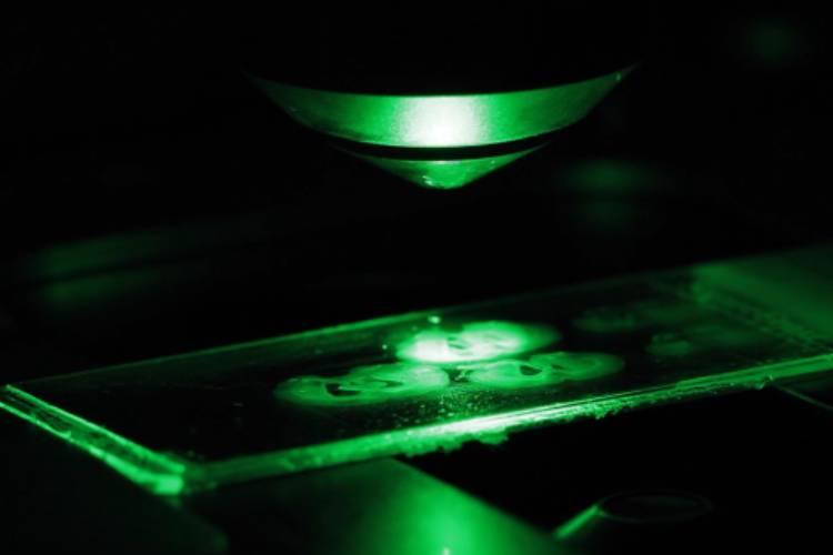 Alla scoperta del Nico